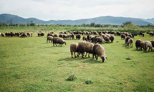 Anija Sheep Grazing